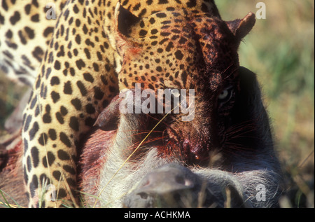 Leopard tuant phacochère Banque D'Images