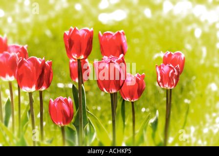 Tulipes rouges, (Tulipa Gesneriana), jardin botanique, Munich, Bavière Banque D'Images