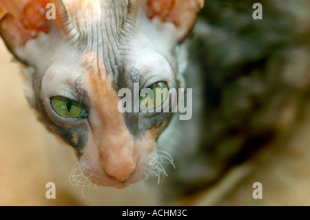 Cornish Rex femelle cat pour afficher en TICA et CFA est un animal de compagnie pour du vrai peuples accueil en Amérique USA Best dans le monde avec de courtes moustaches courbes Bean Banque D'Images