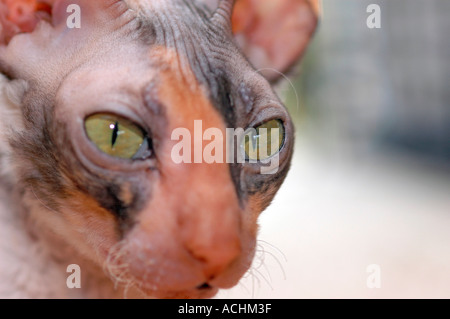 Cornish Rex femelle cat pour afficher en TICA et CFA est un animal de compagnie pour du vrai peuples accueil en Amérique USA Best dans le monde avec de courtes moustaches courbes Bean Banque D'Images