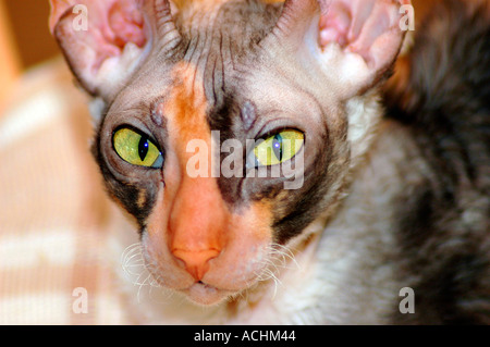 Cornish Rex femelle cat pour afficher en TICA et CFA est un animal de compagnie pour du vrai peuples accueil en Amérique USA Best dans le monde avec de courtes moustaches courbes Bean Banque D'Images