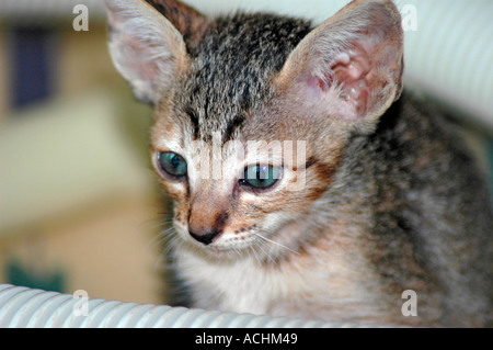 7 semaine Oriental cheveux courts croix avec un Cornish Rex mère Banque D'Images