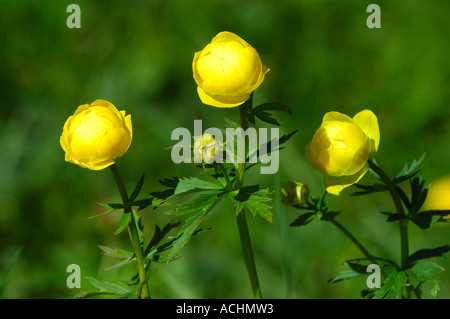 Globeflower Trollius europaeus Suisse Banque D'Images