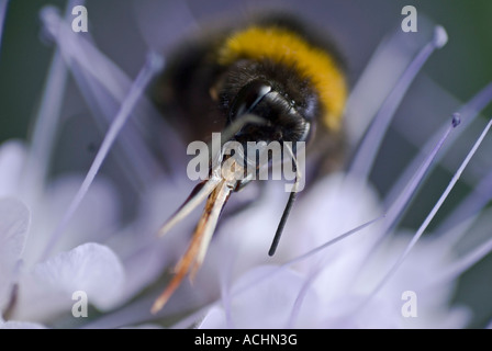 BUFF FACE ABEILLE queue de Scorpion de mauvaises herbes de l'usine HYDROPHALLACEAE Phacelia Banque D'Images