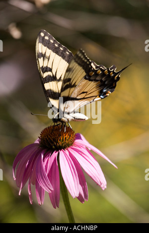 Eastern Tiger Swallowtail Butterfly sur vertical Échinacée Banque D'Images