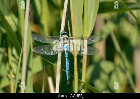 L'Empereur libellule Anax imperator Homme Banque D'Images