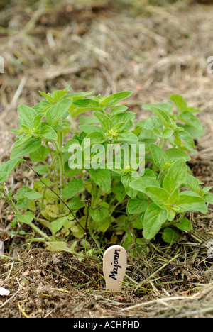 La marjolaine Origanum majorana Banque D'Images