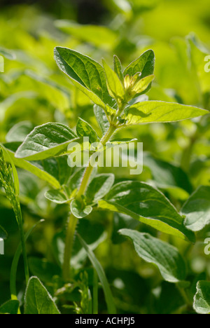 La marjolaine Origanum majorana Banque D'Images