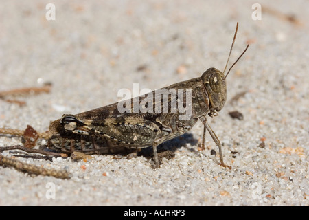 Sauterelle, Calliptamus italicus, Sardaigne, Italie Banque D'Images