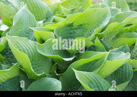 Holehird jardin Hosta Snowden Banque D'Images