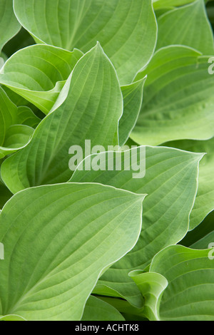 Holehird jardin Hosta Substance Banque D'Images