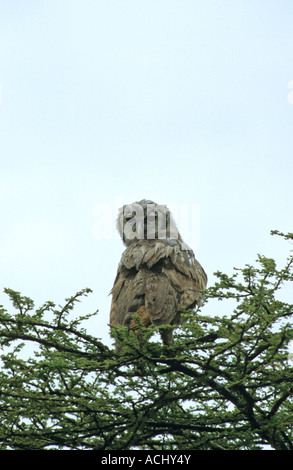 Grand-duc de verreaux Bubo lacteus assis sur le dessus d'un acacia dans le Serengeti Tanzanie Afrique de l'Est avec le contact avec les yeux Banque D'Images