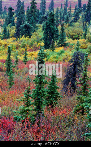 La forêt boréale dans la couleur en automne Banque D'Images