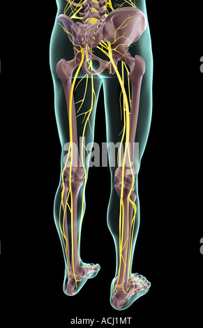 Les nerfs de la partie inférieure du corps Banque D'Images