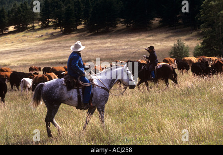 Dans Cattle Roundup les hauts pâturages de Lonesome Spur ranch dans le Montana Banque D'Images