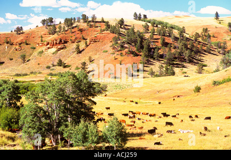 Bovins à haut pâturage sur Lonesome Spur ranch Montana USA Banque D'Images