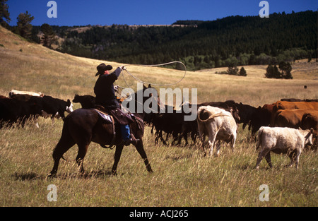 Lonesome Spur ranch Montana ronde bovins jusqu'à l'automne avec les visiteurs et les cow-boys Banque D'Images