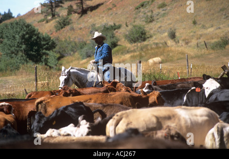 Lonesome Spur ranch Montana ronde bovins jusqu'à l'automne avec les visiteurs et les cow-boys Banque D'Images