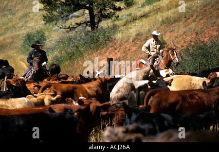 Lonesome Spur ranch Montana ronde bovins jusqu'à l'automne avec les visiteurs et les cow-boys Banque D'Images