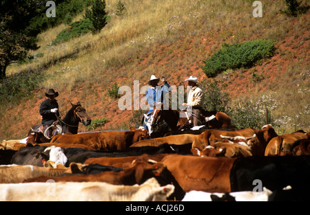 Lonesome Spur ranch Montana ronde bovins jusqu'à l'automne avec les visiteurs et cowboysLonesome Spur ranch Montana bétail round up i Banque D'Images