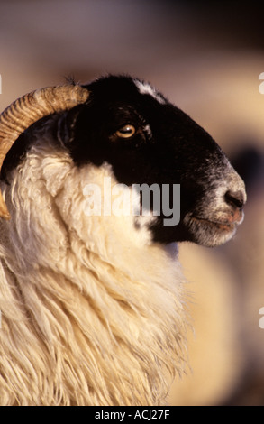 Face noire close up ram Ecosse hiver Banque D'Images