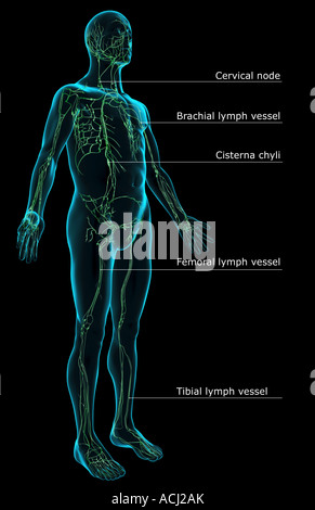 Le système lymphatique Banque D'Images