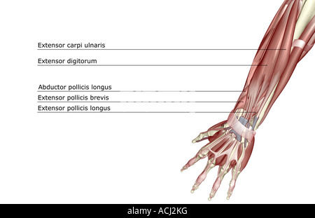 Les muscles de l'avant-bras Banque D'Images