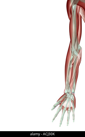 Musculoskeleton du membre supérieur Banque D'Images