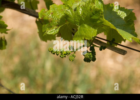 Raisins en avril à Edna Valley Vineyards près de San Luis Obispo, Californie Banque D'Images