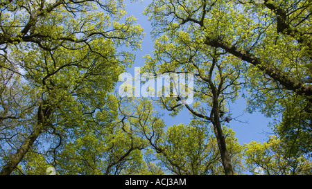 Feuilles vert vif de l'Oak tree against a blue sky landscape Banque D'Images