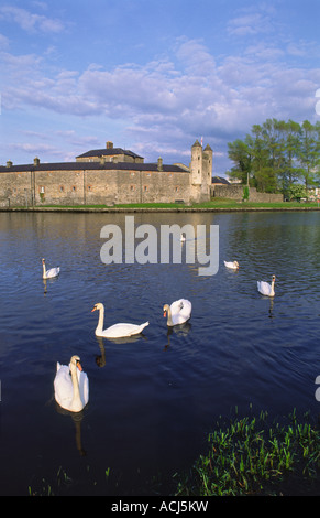 Cygnes sur l'Erne en face du château d'Enniskillen. Enniskillen, comté de Fermanagh, Irlande du Nord, Royaume-Uni. Banque D'Images