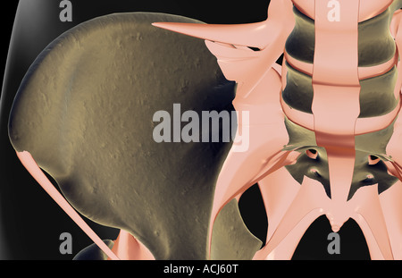 Les ligaments de la hanche Banque D'Images