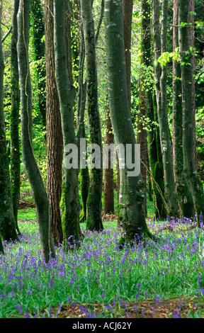 Tapis de jacinthes des bois au printemps une forêt dans le Parc National de Killarney. Le comté de Kerry, Irlande. Banque D'Images