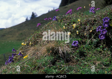 Fleurs sauvages alpines Enzian Gentiana clusii sur Abendberghorn Kienvalley fleur bleu Alpes bernoises en Suisse Banque D'Images