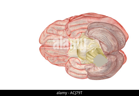 Le cerveau Banque D'Images