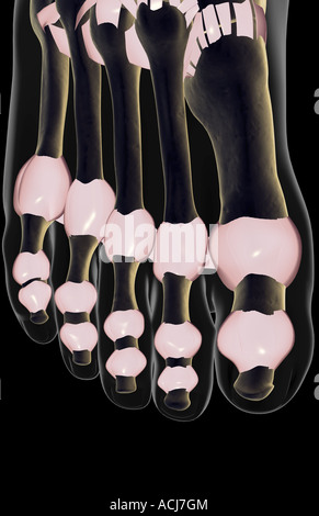 Les ligaments du pied Banque D'Images