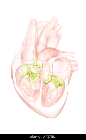 Anatomie en coupe du cœur Banque D'Images