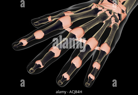 Les ligaments de la main Banque D'Images