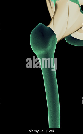 Les ligaments de la hanche Banque D'Images