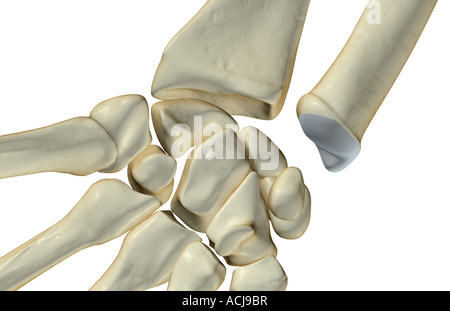 Les os du poignet Banque D'Images