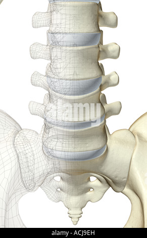 Les os de vertèbre lombaire Banque D'Images