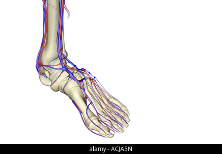 L'approvisionnement en sang du pied Banque D'Images