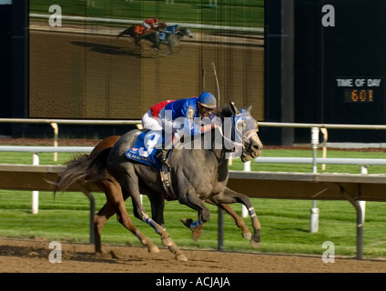 Le pur-sang l'Étirement Banque D'Images
