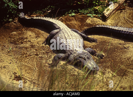 Alligator Alligator mississippiensis () Banque D'Images