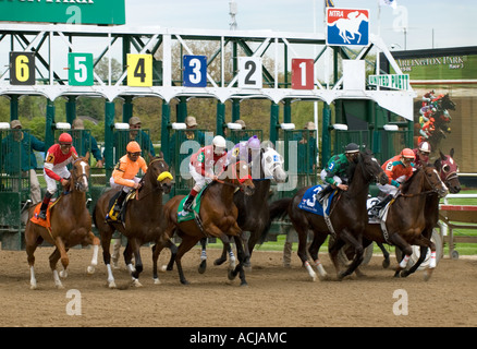 Chevaux de course Rupture de ligne de départ Banque D'Images