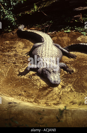 Pose d'Alligator Alligator mississippiensis sur Rives () Banque D'Images