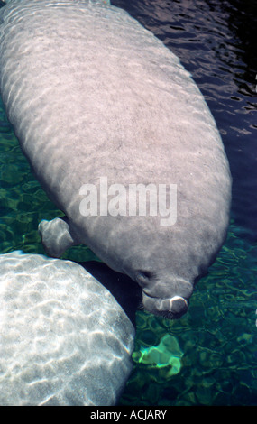 Manatee une espèce menacée dans un aquarium Banque D'Images