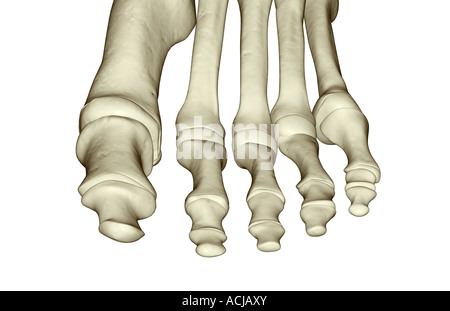 Les os du pied Banque D'Images