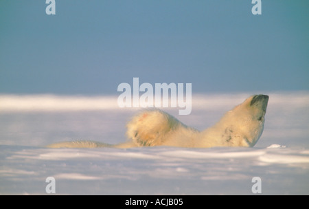 L'ours polaire mâle rouler sur la neige sur la glace de mer pour nettoyer le sang de fourrure de phoque annelé en proie au printemps de l'Arctique Banque D'Images