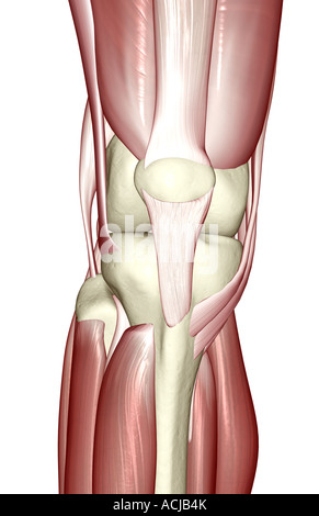 Les muscles du genou Photo Stock - Alamy